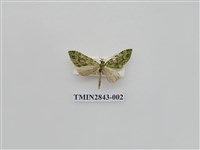 藏品(尺蛾550)的圖片